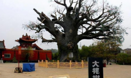 洪洞大槐树景区爆料视频,历史遗迹与民间传说的交融之旅